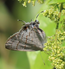 Hypolycaena philippus