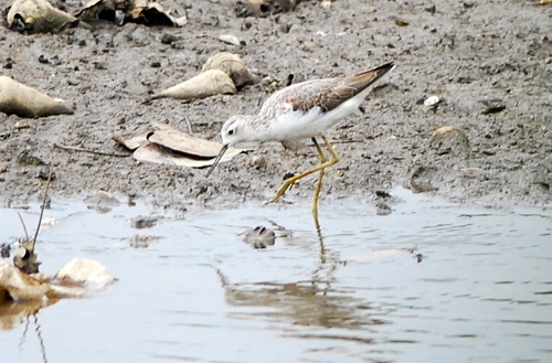 Marsh Sandpiper