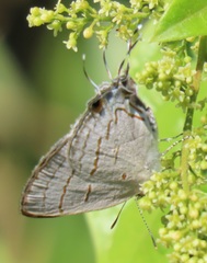 Hypolycaena philippus