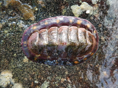 Tonicella
