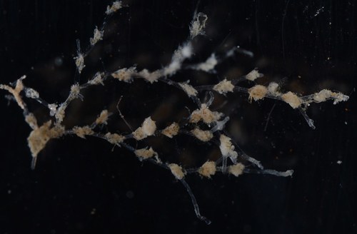 Amathia distans observed 2015-10-21