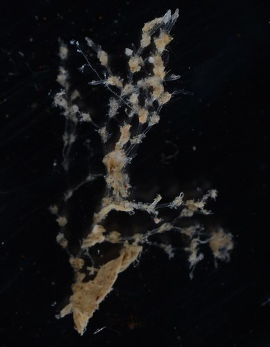 Amathia distans observed 2015-10-21