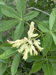 Aesculus pavia flavescens