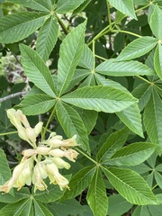Aesculus pavia flavescens