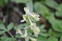 Corydalis caucasica