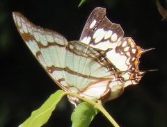 Polyura zoolina