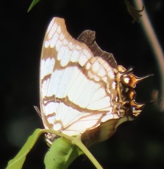 Polyura zoolina