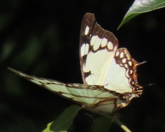 Polyura zoolina
