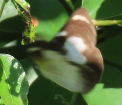 Appias epaphia contracta