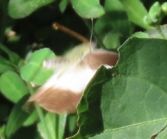 Appias epaphia contracta