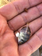 Hemicaranx amblyrhynchus