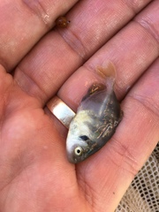 Hemicaranx amblyrhynchus