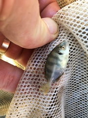 Hemicaranx amblyrhynchus