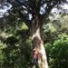 Podocarpus totara totara - Photo (c) Tim Park,  זכויות יוצרים חלקיות (CC BY-SA), הועלה על ידי Tim Park