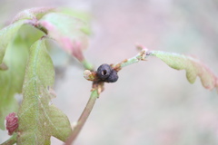 Neuroterus vesicula