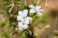 Leptosiphon floribundus
