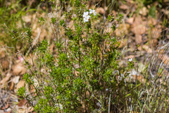Leptosiphon floribundus