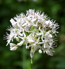 Allium decipiens quercetorum