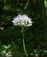 Allium decipiens quercetorum