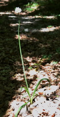 Allium decipiens quercetorum