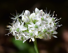 Allium decipiens quercetorum