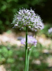 Allium decipiens quercetorum