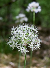 Allium decipiens quercetorum