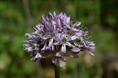 Allium decipiens quercetorum