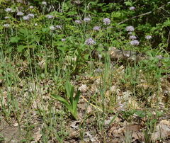 Allium decipiens quercetorum