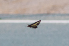 Papilio eurymedon