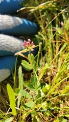 Trifolium bifidum decipiens