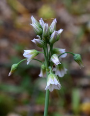 Allium siculum dioscoridis