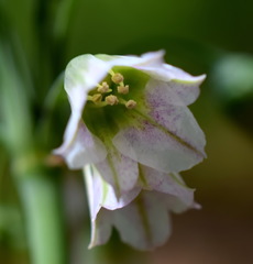 Allium siculum dioscoridis