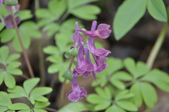Corydalis caucasica