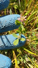 Trifolium bifidum decipiens