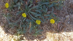 Camissoniopsis pallida