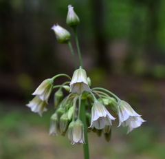 Allium siculum dioscoridis