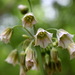 Allium siculum - Photo (c) Вадим, algunos derechos reservados (CC BY-NC), uploaded by Вадим