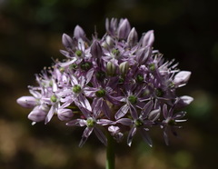 Allium decipiens