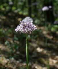 Allium decipiens