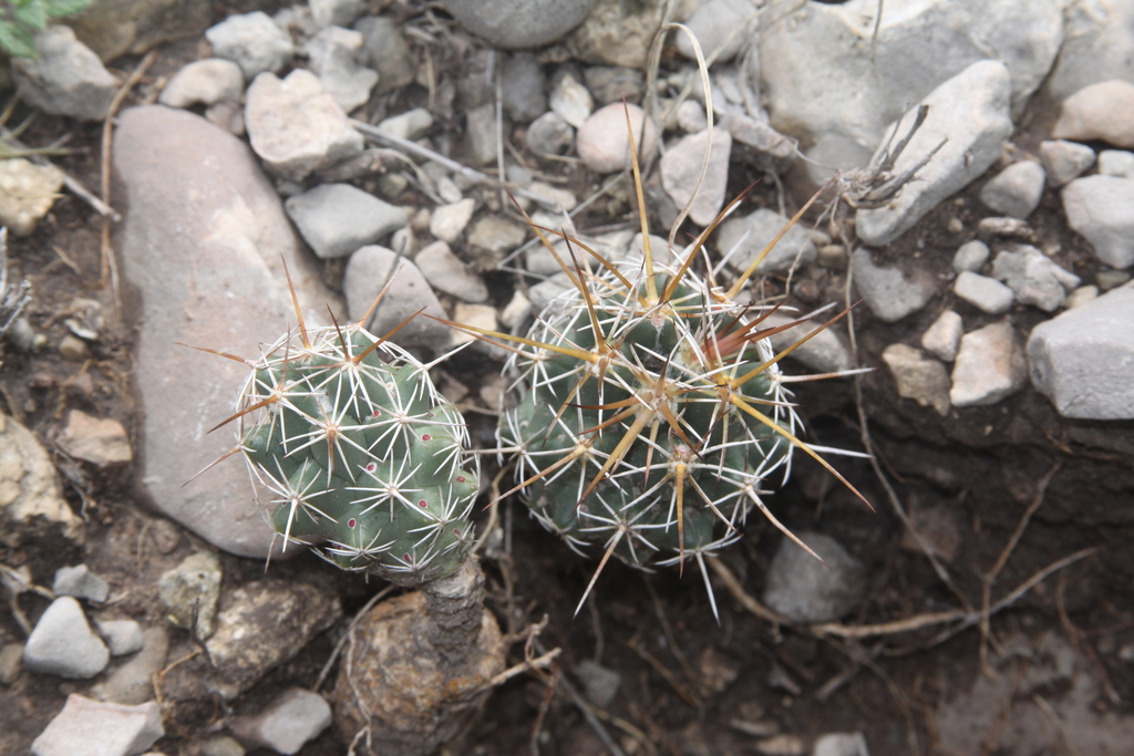 Coryphantha wohlschlageri