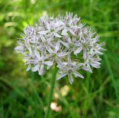 Allium decipiens quercetorum