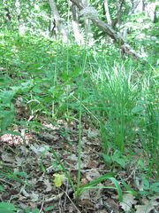 Allium decipiens quercetorum