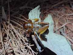 Stenopelmatus piceiventris
