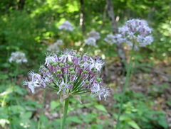 Allium decipiens quercetorum
