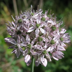 Allium decipiens quercetorum
