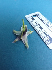 Delphinium trolliifolium