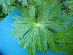 Delphinium trolliifolium