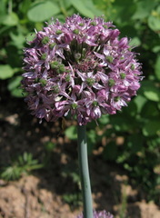 Allium decipiens quercetorum