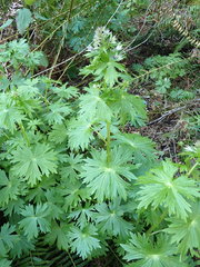 Delphinium trolliifolium